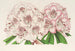 Rhododendron Bijou de Gand híbrido - Charles Antoine Lemaire — vista de la obra