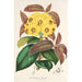 Rhododendron Boothii - Charles Antoine Lemaire — vista de la obra