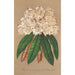 Rhododendron Gran Duque de Baden - Charles Antoine Lemaire — vista de la obra