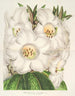 Rhododendron Nuttallii - Charles Antoine Lemaire — artwork view