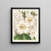 Rhododendron Nuttallii - Charles Antoine Lemaire — framed artwork on a wall