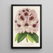 Rhododendron Verschaffeltii - Charles Antoine Lemaire — cuadro enmarcado en la pared