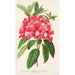 Reproduction of the painting Rhododendron azaleoides var. crispinorum - Charles Antoine Lemaire