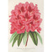 Reproducción del cuadro Rhododendron formosum - Charles Antoine Lemaire