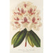 Rhododendron híbrido Baron Osy - Charles Antoine Lemaire — vista de la obra