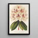 Rhododendron híbrido Baron Osy - Charles Antoine Lemaire — cuadro enmarcado en la pared