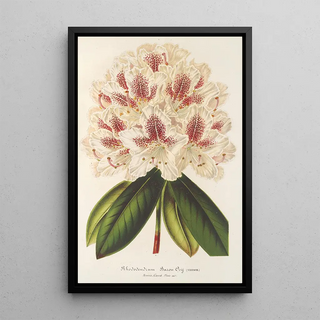 Charles Antoine Lemaire - Rhododendrum hybr Baron Osy.webp