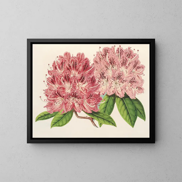 Rhododendron omniguttatum híbrido - Charles Antoine Lemaire — cuadro enmarcado en la pared