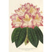 Reproducción del cuadro Rhododendron ornatissimum híbrido - Charles Antoine Lemaire