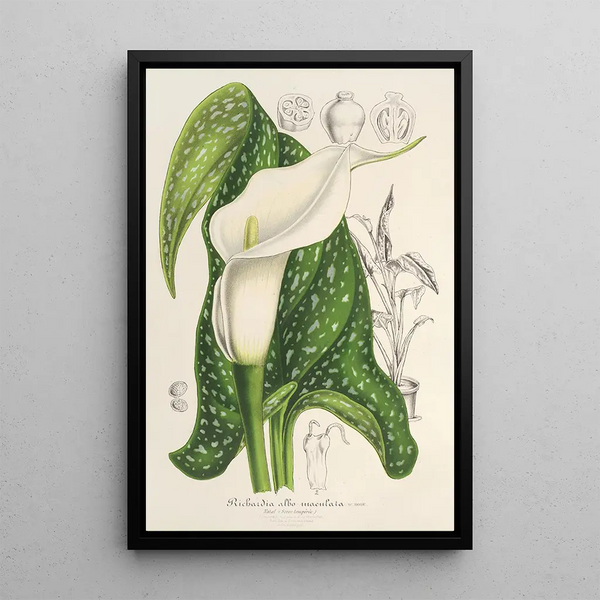 Charles Antoine Lemaire - Richardia albomaculata.webp