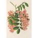 Reproducción del cuadro Robinia pseudacacia var. Decaisneana - Charles Antoine Lemaire