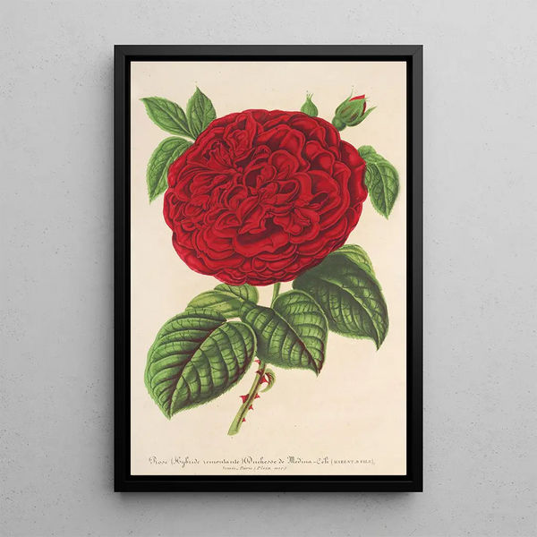 Charles Antoine Lemaire - Rose Duchesse de MdinaCli.webp