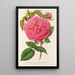 Reproduction of the painting Rose Madame Furtado Painting - Charles Antoine Lemaire