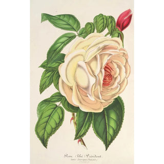 Charles Antoine Lemaire - Rose Prsident Th.webp