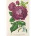 Rosa Reina de las Violetas - Charles Antoine Lemaire — vista de la obra