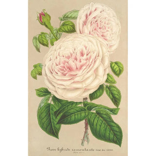 Charles Antoine Lemaire - Rose Sur des Anges.webp