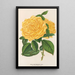 Rose Thé Marchal Niel - Charles Antoine Lemaire — framed artwork on a wall