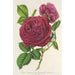Rose Triomphe d'Amiens - Charles Antoine Lemaire — artwork view
