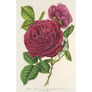 Charles Antoine Lemaire - Rose Triomphe dAmiens.webp