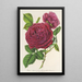 Rose Triomphe d'Amiens - Charles Antoine Lemaire — framed artwork on a wall