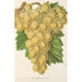 Reproducción del cuadro Uvas Royal Vineyard - Charles Antoine Lemaire