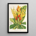 Sanchezia nobilis - Charles Antoine Lemaire — cuadro enmarcado en la pared