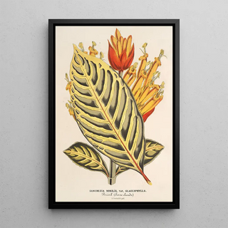 Charles Antoine Lemaire - Sanchezia nobilis var glaucophylla.webp