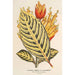 Reproducción del cuadro Sanchezia nobilis var. glaucophylla - Charles Antoine Lemaire