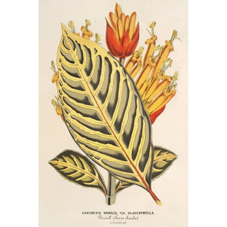 Charles Antoine Lemaire - Sanchezia nobilis var glaucophylla.webp