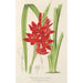 Schizostylis coccinea W. H. Harvey - Charles Antoine Lemaire — artwork view