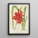 Schizostylis coccinea W. H. Harvey - Charles Antoine Lemaire — framed artwork on a wall