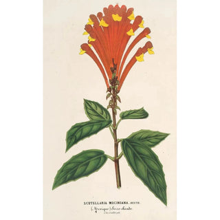 Charles Antoine Lemaire - Scutellaria Mociniana.webp