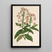 Scutellaria alborosea - Charles Antoine Lemaire — cuadro enmarcado en la pared