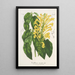 Scutellaria aurata - Charles Antoine Lemaire — cuadro enmarcado en la pared