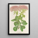 Sedum fabarium - Charles Antoine Lemaire — cuadro enmarcado en la pared