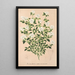 Reproduction of the painting Serissa foetida - Charles Antoine Lemaire