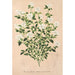 Reproduction of the painting Serissa foetida - Charles Antoine Lemaire
