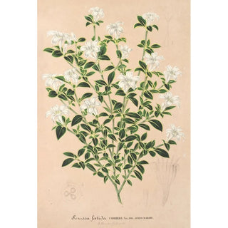 Charles Antoine Lemaire - Serissa foetida.webp