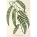 Smilax longifolia fol. variegata - Charles Antoine Lemaire — artwork view