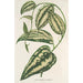 Smilax ornata - Charles Antoine Lemaire — vista de la obra