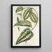 Smilax ornata - Charles Antoine Lemaire — cuadro enmarcado en la pared