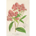 Reproducción del cuadro Spiraea Nobleana - Charles Antoine Lemaire
