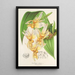 Stanhopea radiosa - Charles Antoine Lemaire — cuadro enmarcado en la pared