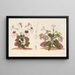 Stenogastra concinna JD Hook - Charles Antoine Lemaire — framed artwork on a wall