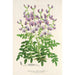Reproduction of the painting Swainsona lessertiaefolia - Charles Antoine Lemaire