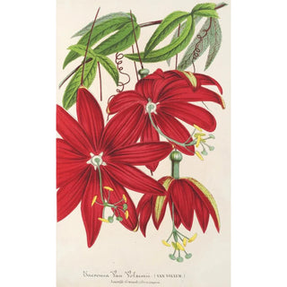 Charles Antoine Lemaire - Tacsonia Van Volxemii.webp