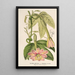 Reproduction of the painting Tacsonia quitensis var. eriantha - Charles Antoine Lemaire