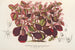 Teleianthera ficoidea var. versicolor - Charles Antoine Lemaire — vista de la obra
