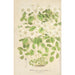 Thalictrum anemonoides - Charles Antoine Lemaire — vista de la obra