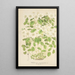 Thalictrum anemonoides - Charles Antoine Lemaire — cuadro enmarcado en la pared